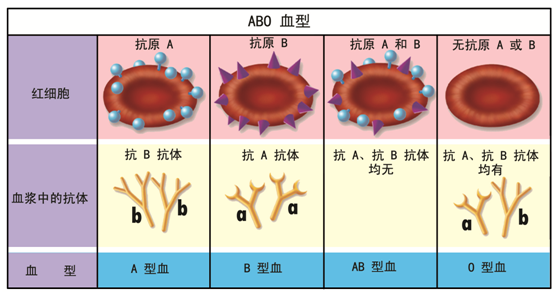 夫妻俩abo血型不合会导致流产吗 流产 好大夫在线 夫妻俩abo血型不合会导致流产吗 流产 好大夫在线