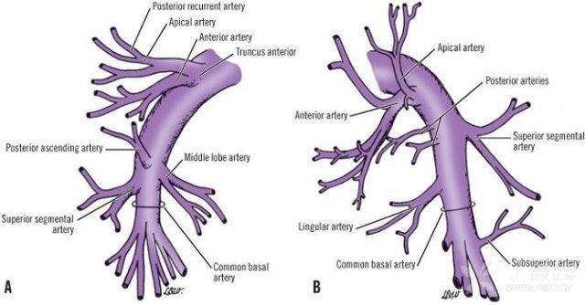 肺轻度动脉关闭严重吗_肺动脉轻度关闭不全怎么治疗_肺动脉瓣关闭不全轻度
