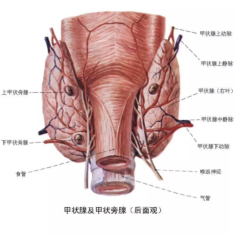 甲状腺医学解剖图(后面观)甲状腺由左叶,右叶,峡部组成,重量约15