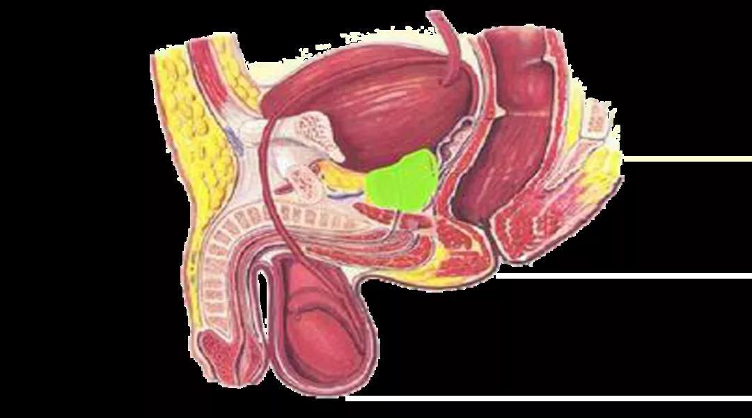 四, 前列腺炎 使身體器官對射精的負擔加重,從而身體為減少壓力會提前