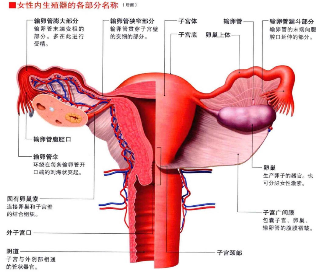 宫颈囊肿 宫颈肥大 宫颈息肉 哪种离宫颈癌最近 子宫颈息肉