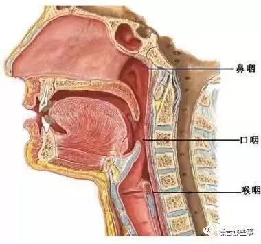 難嚥之隱咽炎真的能治好嗎