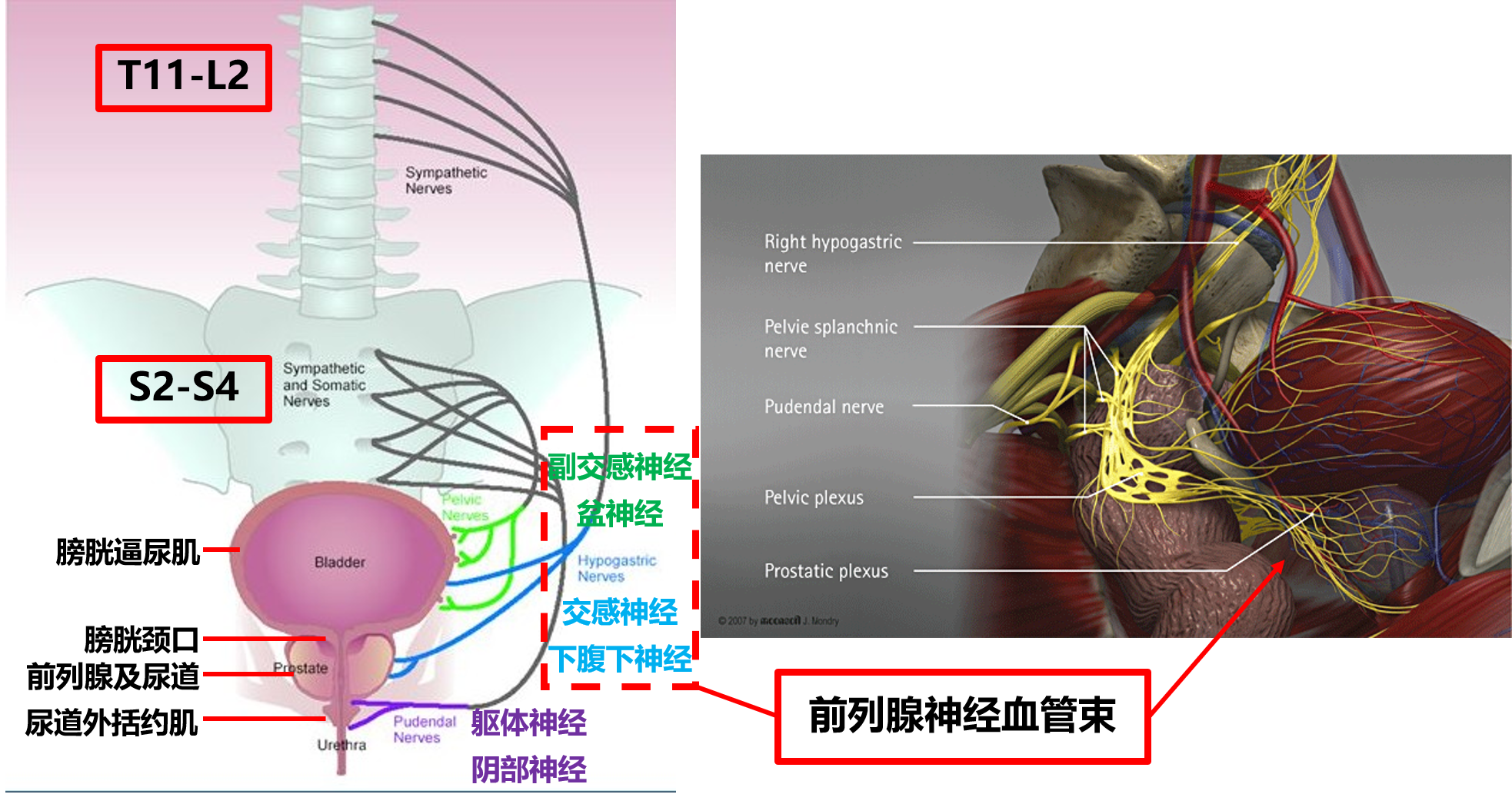 前列腺神经支配2.png