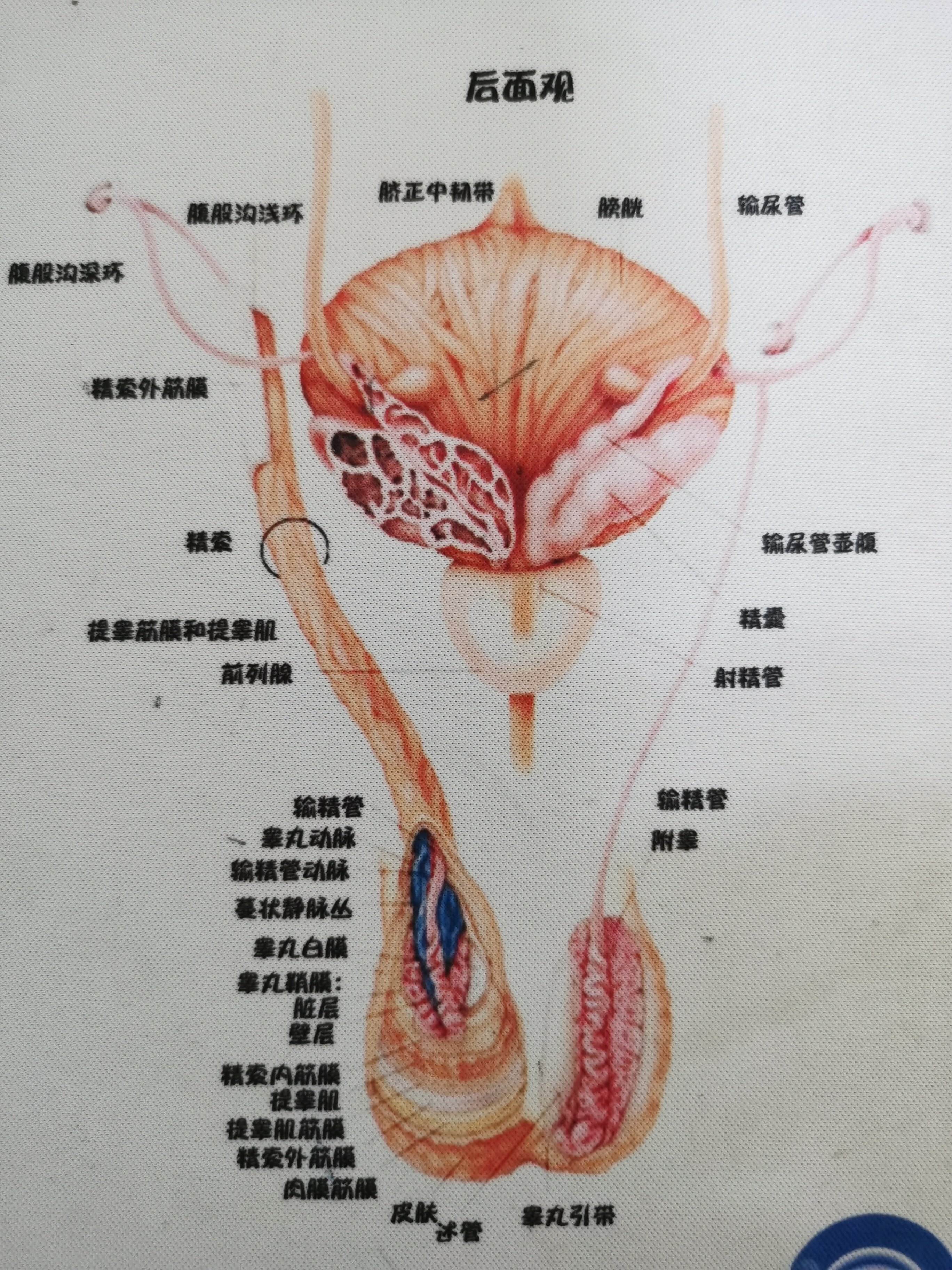 上万例诊疗经验总结,教你如何保护好前列腺