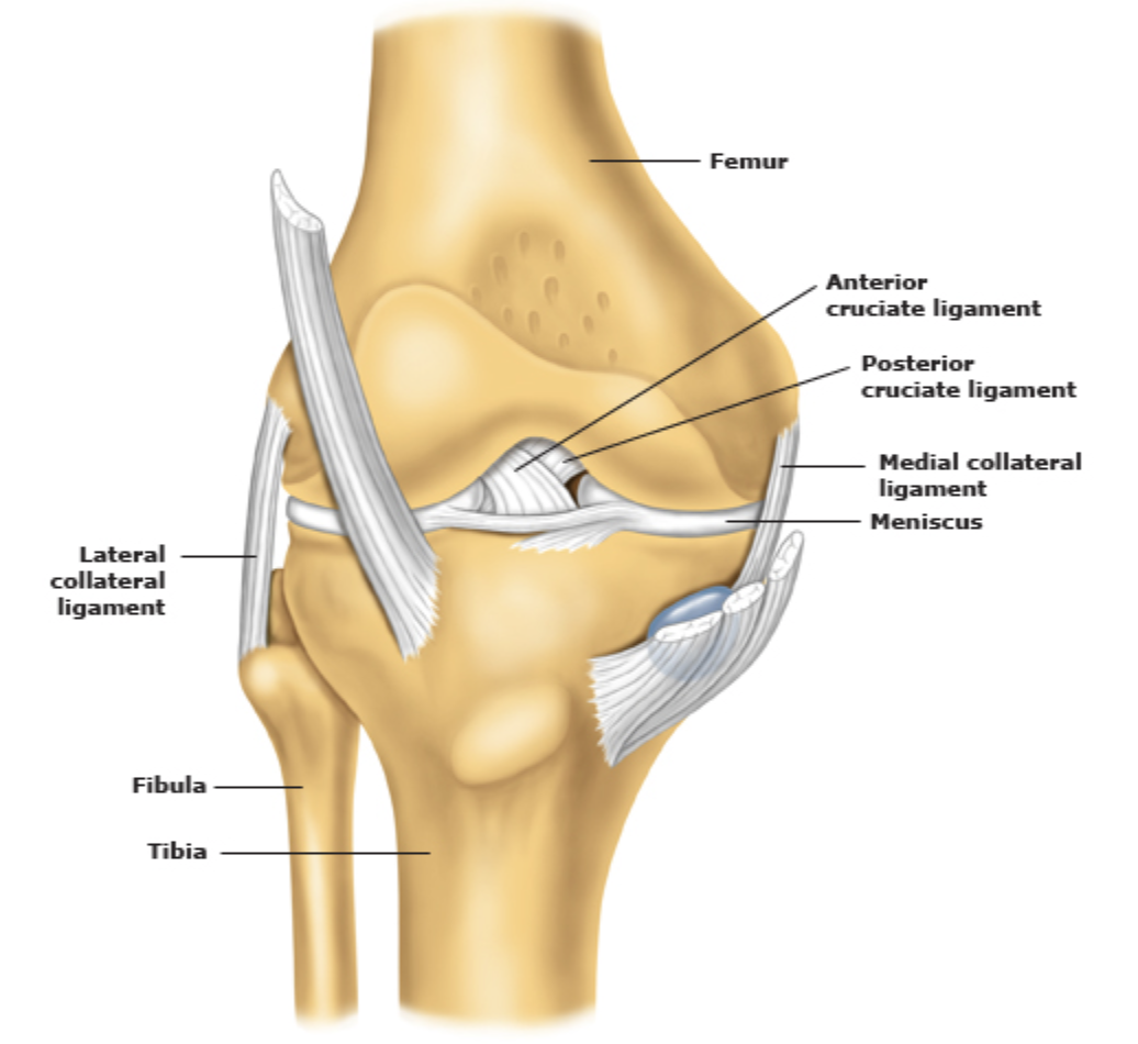韧带是将骨骼相互连接的坚韧带状组织acl连接股骨与胫骨(见下图)
