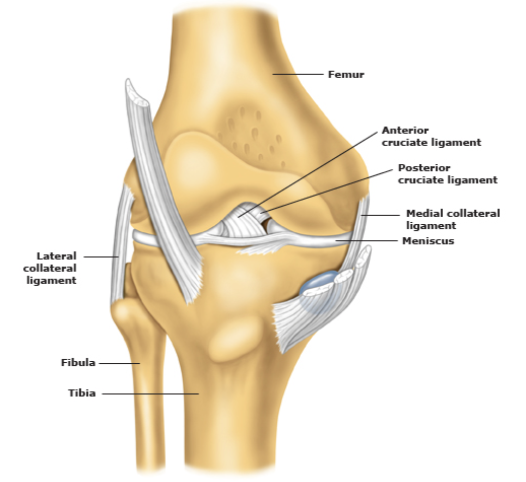 膝盖周围的韧带图图片