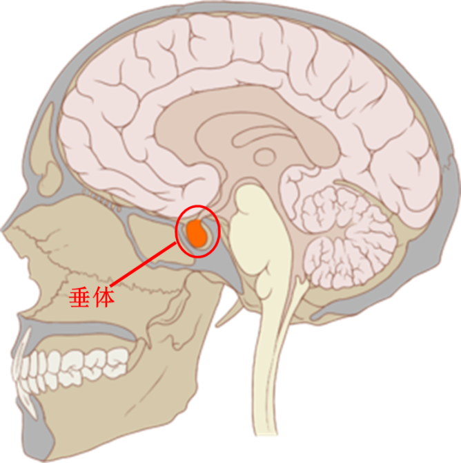 垂体瘤在头部位置图片图片