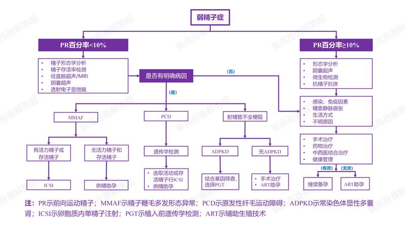 男性不育：弱精子症（总）.jpg