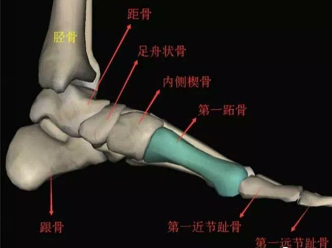 拐马脚示意图图片