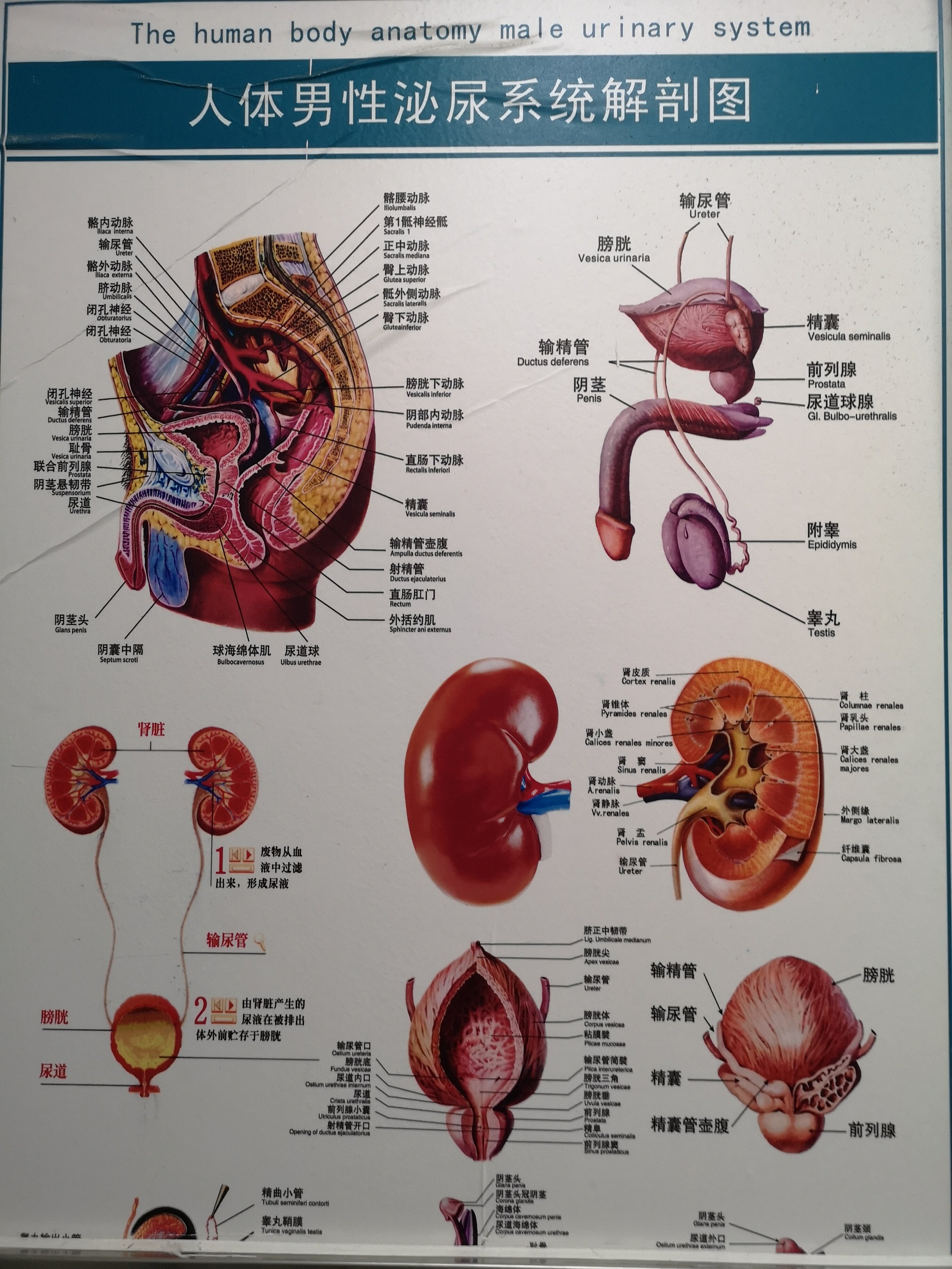 人体泌尿系统解剖图