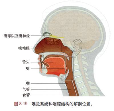 鼻颌缝的解剖位置图片图片