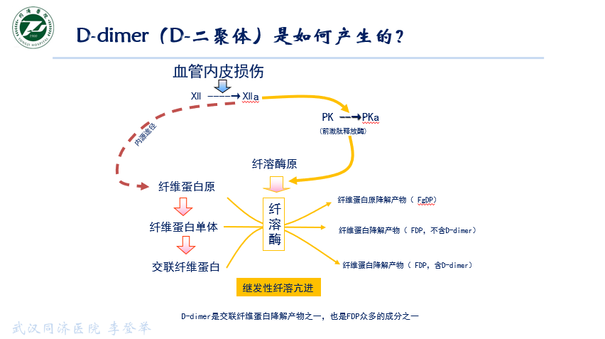 d-二聚体升高是否一定意味着血栓形成? - 好大夫在线