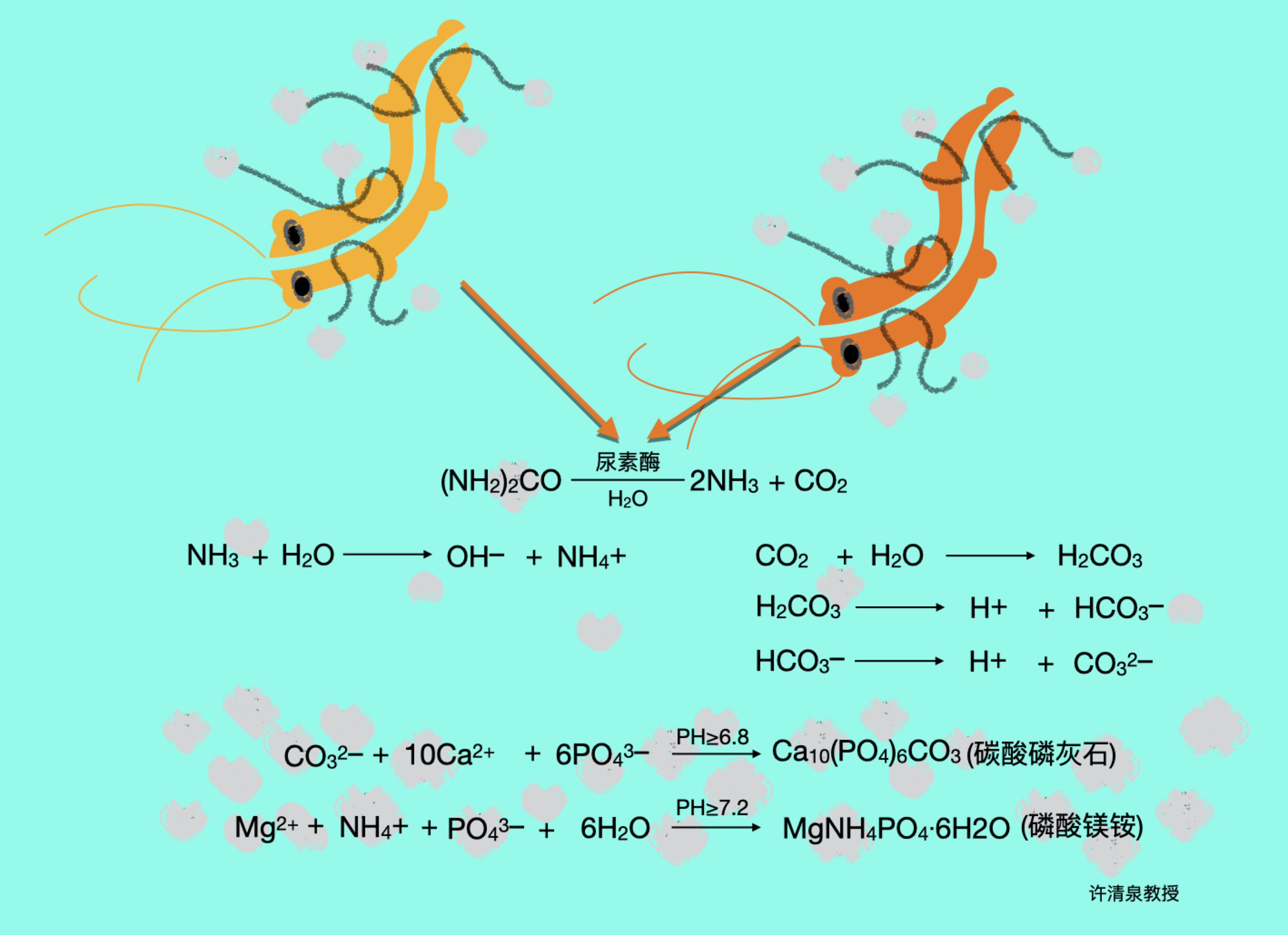 致病菌感染尿路后,分泌尿素酶,尿素酶将尿素分解为氨和二氧化碳.
