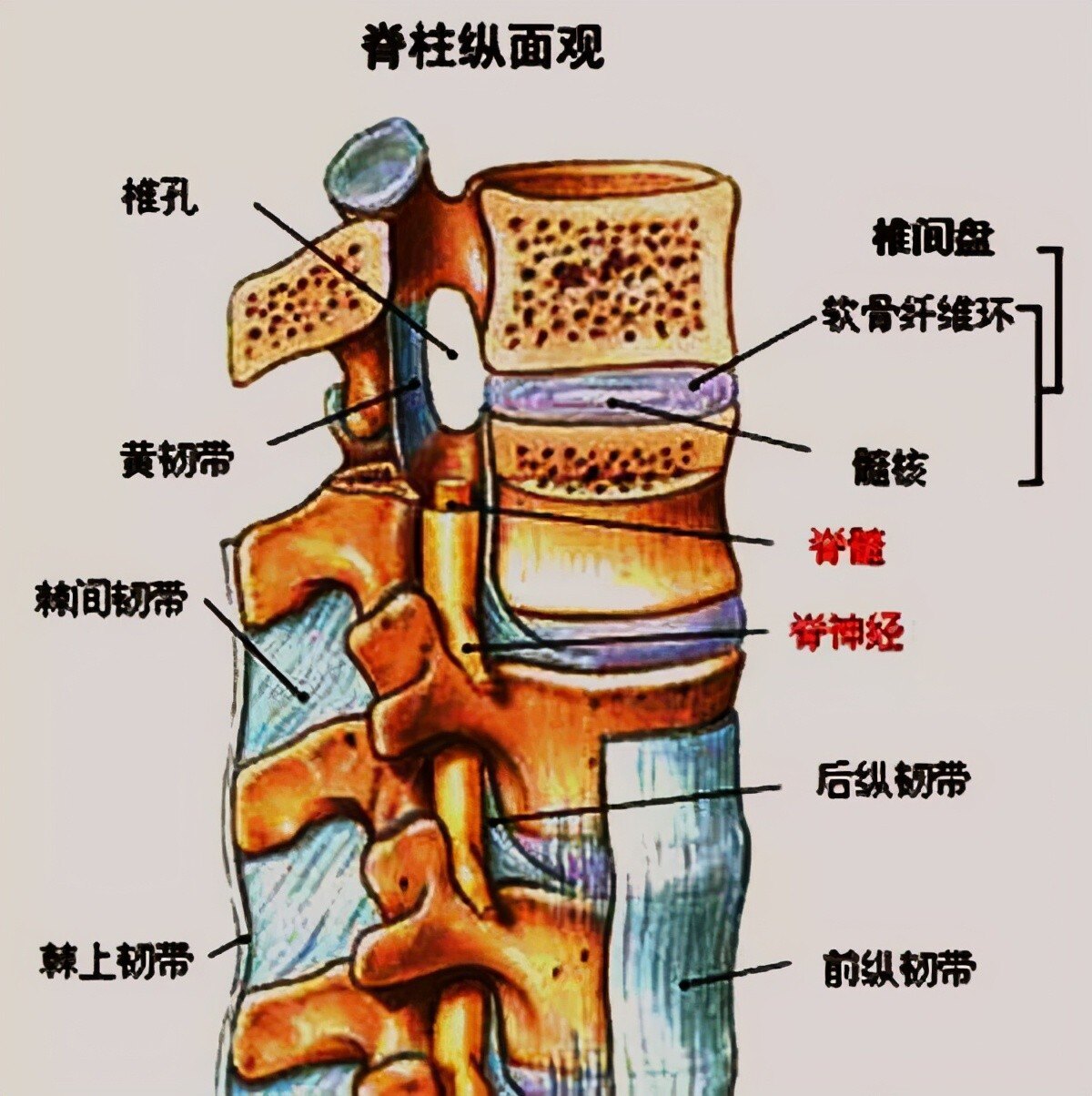 首先要了解腰椎间盘的基本结构.