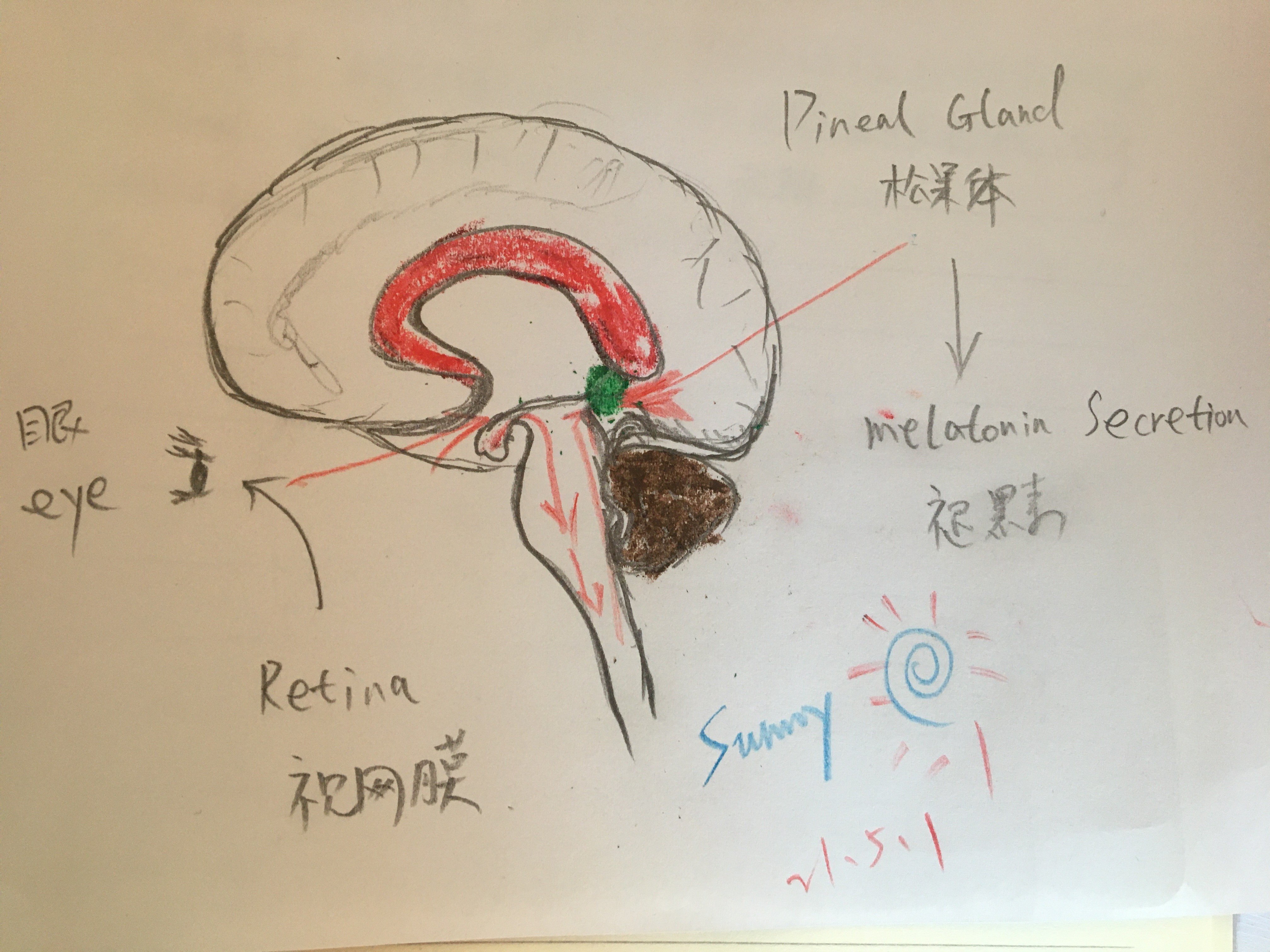 松果体图片位置示意图图片