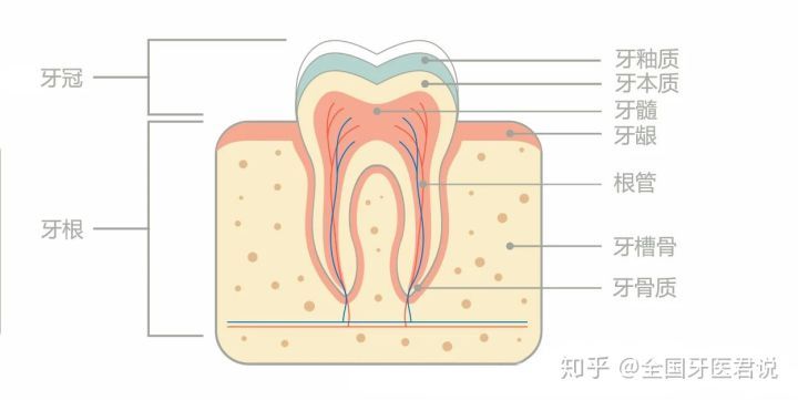 我们先了解下牙齿的基本组织结构.