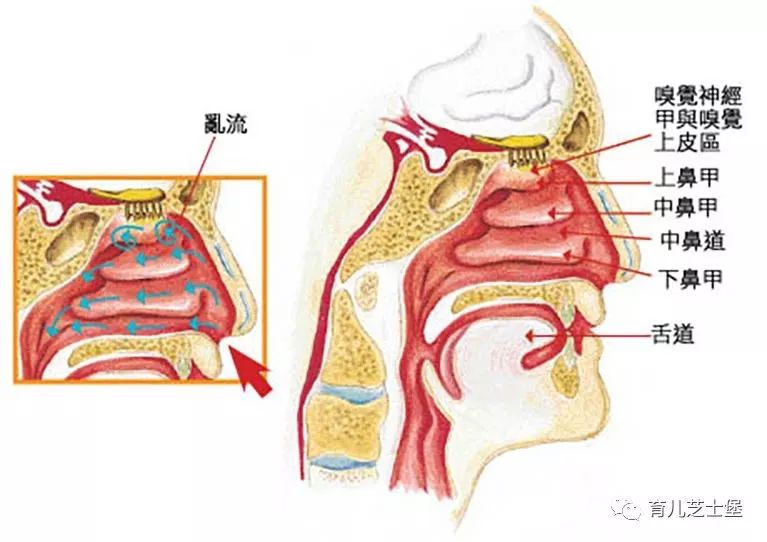 下面是鼻腔的解剖示意图,大家可以看出鼻腔结构还是蛮复杂的:既有骨性