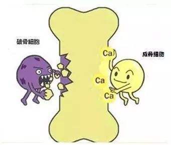 成骨与破骨.jpg