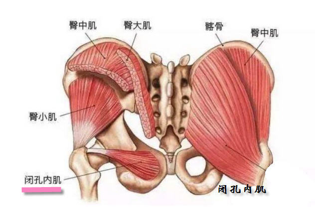 闭孔内肌.jpg