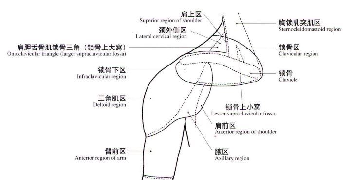 6 右肩前部分区.jpg