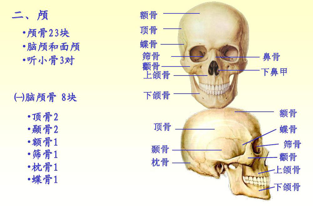 脑颅骨的体表标志图片