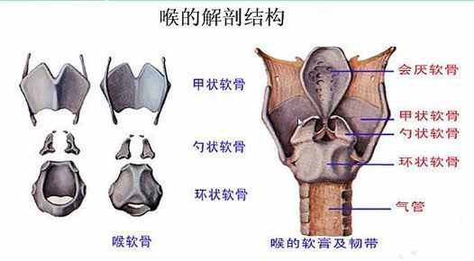 杓状软骨 www.haodf.com
