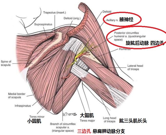 腋神经是怎么走行的?肩关节手术时如何预防腋神经损伤? - 好大夫在线