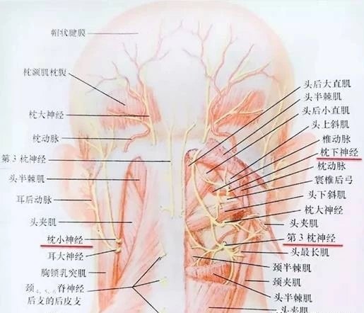 什么是枕神经痛 怎么治疗 枕神经痛 枕神经痛