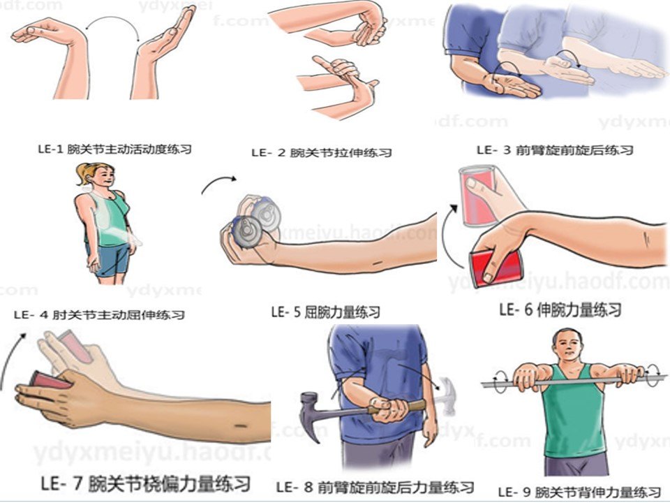肘关节运动示意图图片