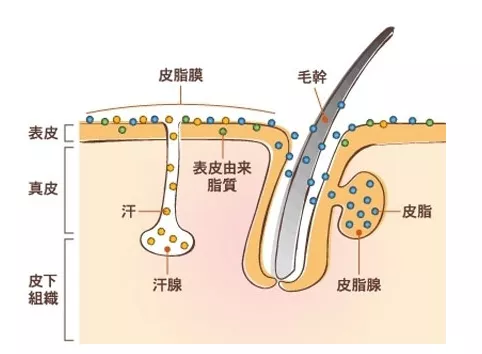 1,秋冬空气干燥寒冷,皮脂腺和汗腺分泌减少,皮肤更为干燥,也更容易