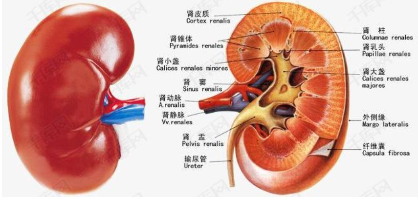 胎儿超声检查之肾盂分离 小儿肾积水 小儿肾积水 胎儿超声检查之肾盂分离 小儿肾积水 小儿肾积水