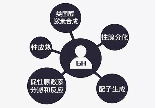 生长激素对男性的好全在这里了