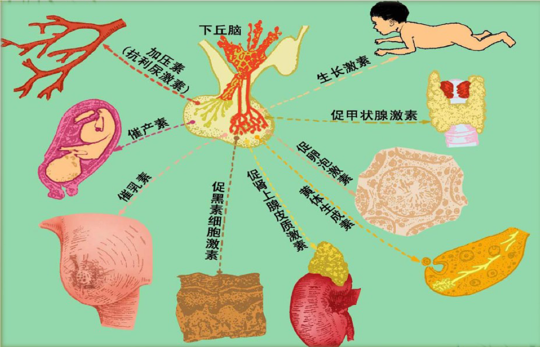 生长激素(growth hormone,gh)是垂体分泌的重要的肽类激素,受下丘脑