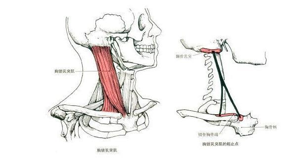 胸鎖乳突肌與下頜支平行走行,與頭夾肌形成一個倒 