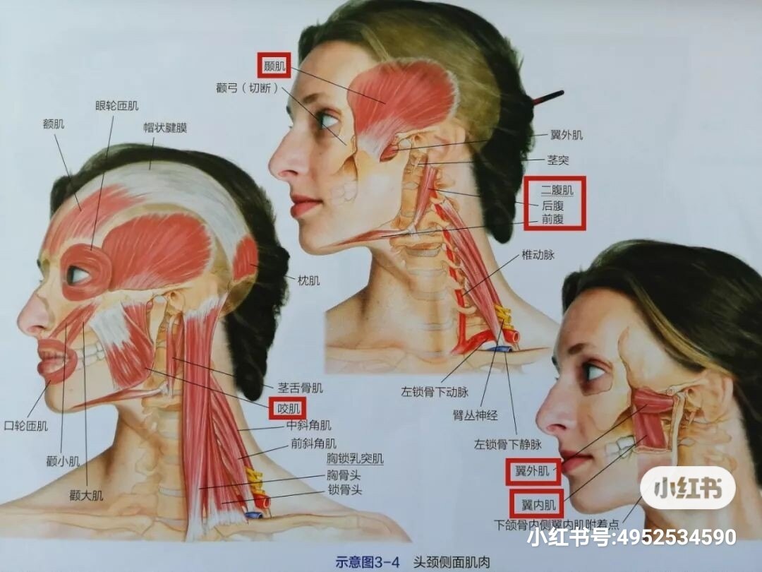 颞下颌关节紊乱病,真的会导致面部变形吗?_颞下颌关节紊乱病 - 好大夫在线