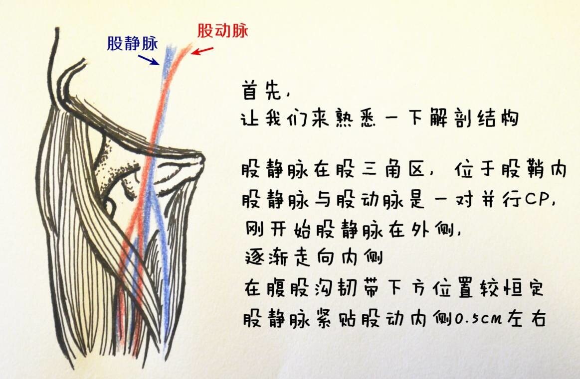 股浅静脉位置图图片