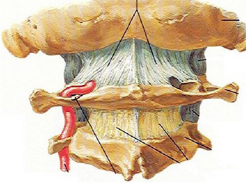 常被颈椎病背锅的寰枕筋膜炎你了解么