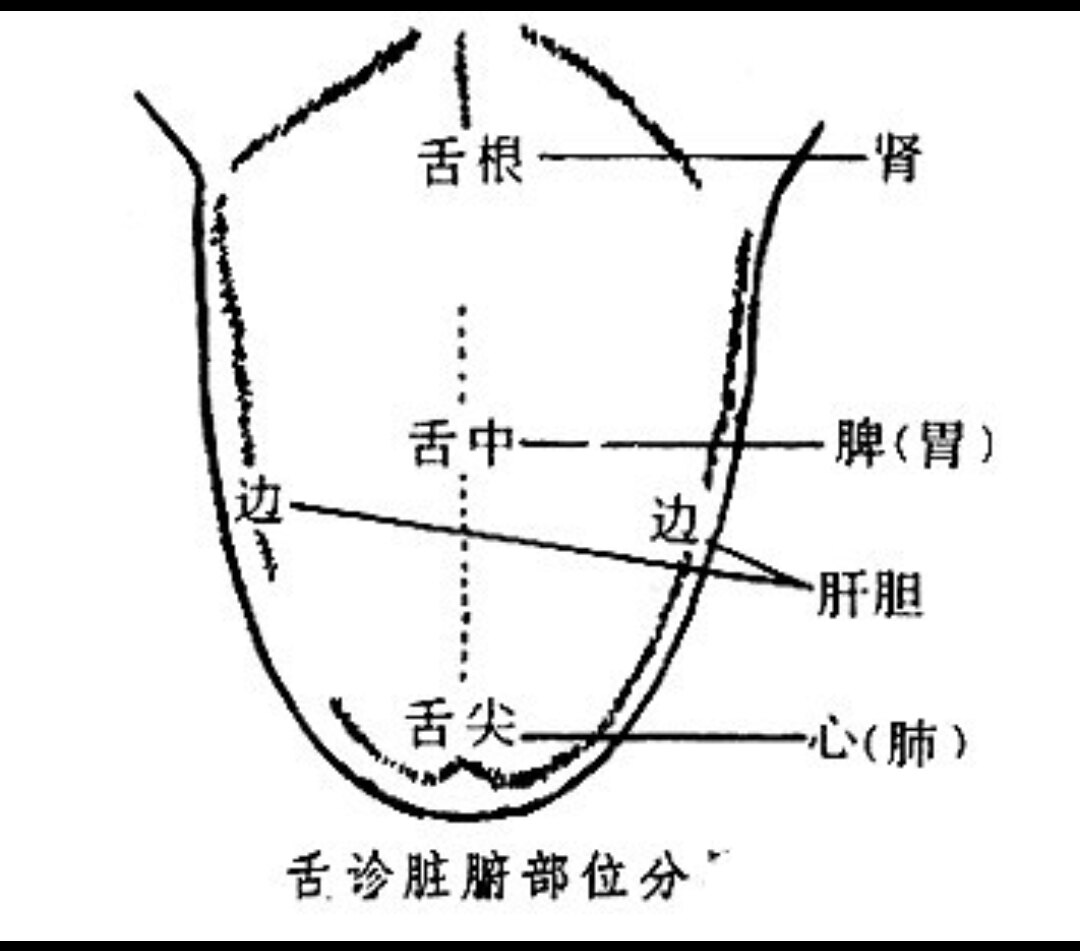 舌头下面分布图图片