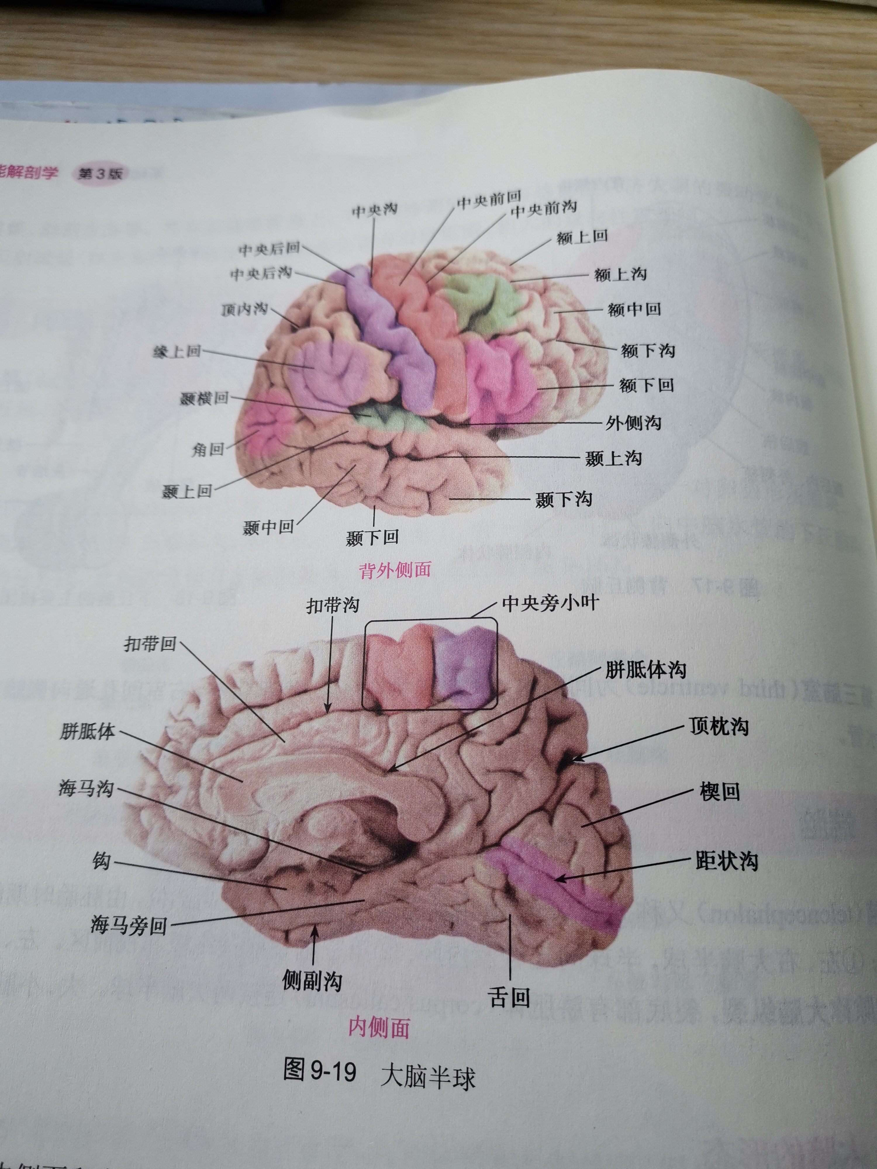 脑解剖图谱 