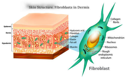 fibroblasts-in-skin-dermis.jpg