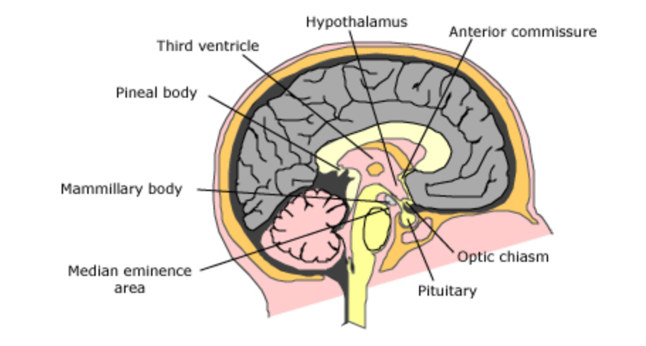 人类中枢神经系统中的下丘脑的位置在哪里