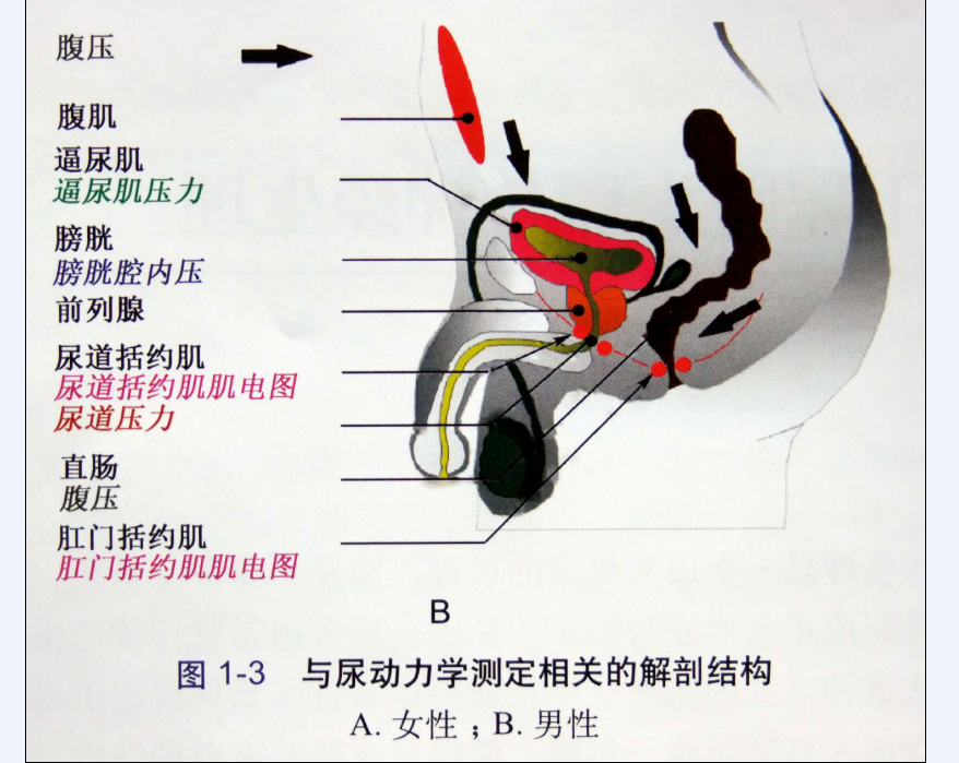 转载并编辑:膀胱尿道盆底肌肉ppt图 - 好大夫在线