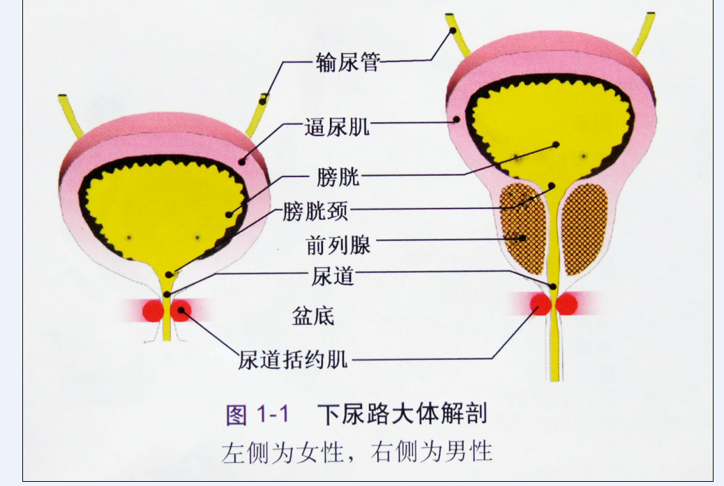 膀胱尿道后角示意图图片