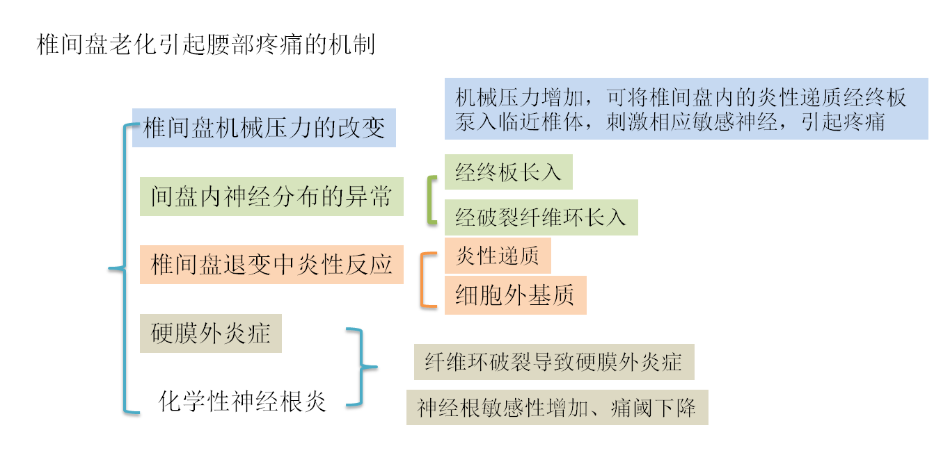 椎间盘老化引起腰部疼痛的机制是什么? - 好大夫在线