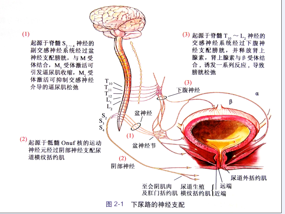 转载并编辑:膀胱尿道盆底肌肉ppt图 - 好大夫在线