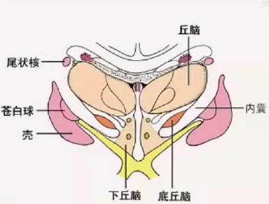 背侧丘脑分部图片