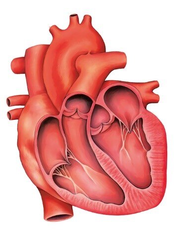 心脏科普知识系列讲座1:了解自己,走进内心! - 好大夫在线