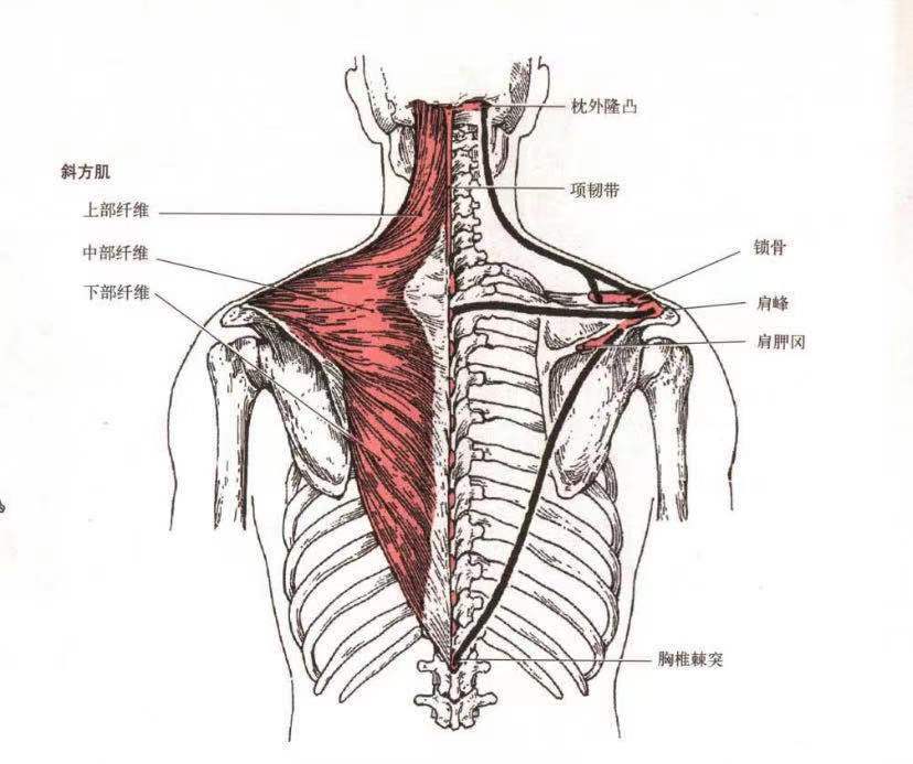 背部肌肉解剖层次图片