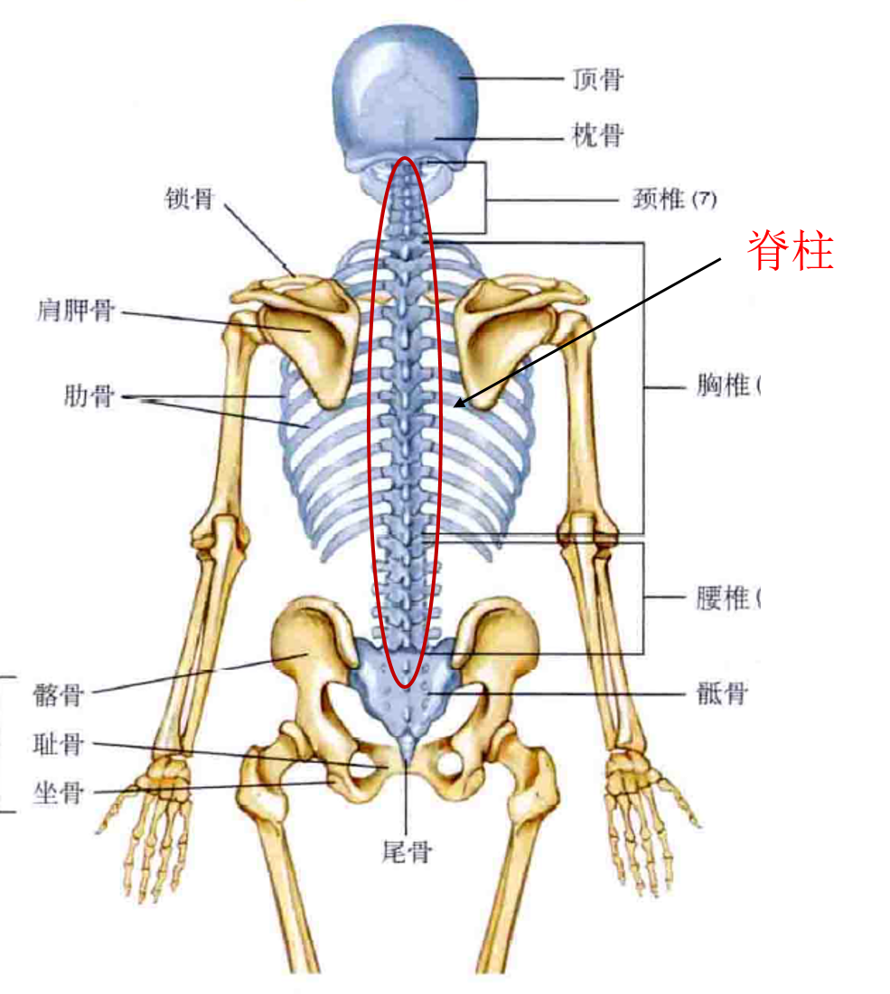 人体第十二椎体位置图图片