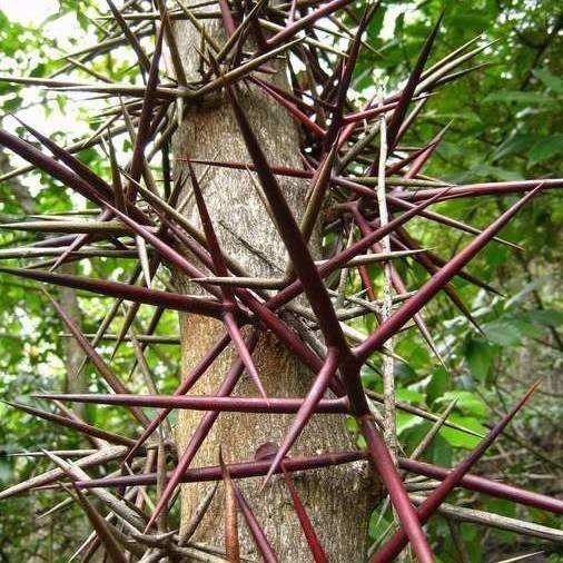 皂刺的用量是多少呢